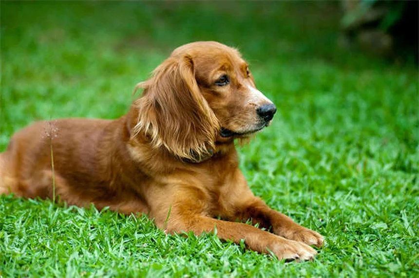 犬に鼻スプレーは安全？獣医師が教える正しい使い方と危険な落とし穴