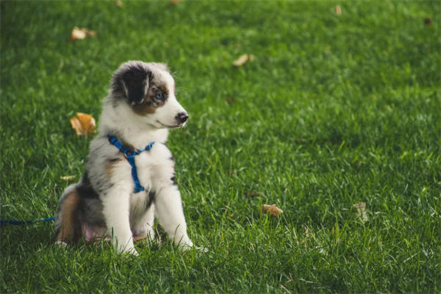 犬のテトラサイクリン：抗生物質としての効果と炎症への活用法を解説