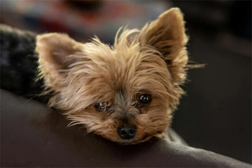 犬のテトラサイクリン：抗生物質としての効果と炎症への活用法を解説