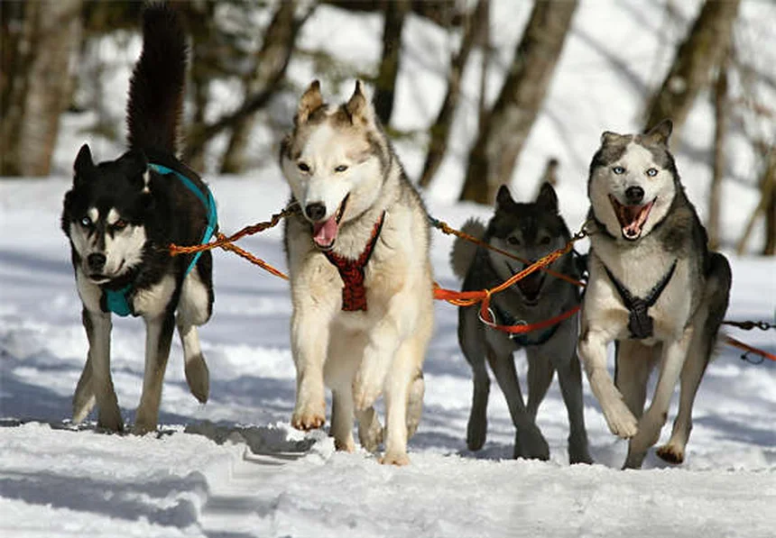 犬が火薬を食べた時の症状と対策｜花火や銃の誤飲を防ぐ方法