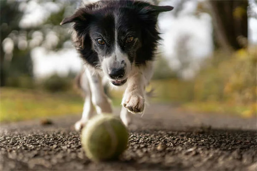 犬が死ぬ前の兆候7つと、安楽死を選ぶべき時を見極める方法