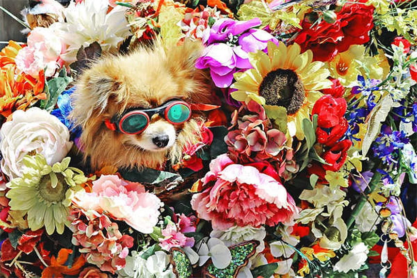 犬の歯茎が白いのは危険信号？原因とすぐに取るべき行動