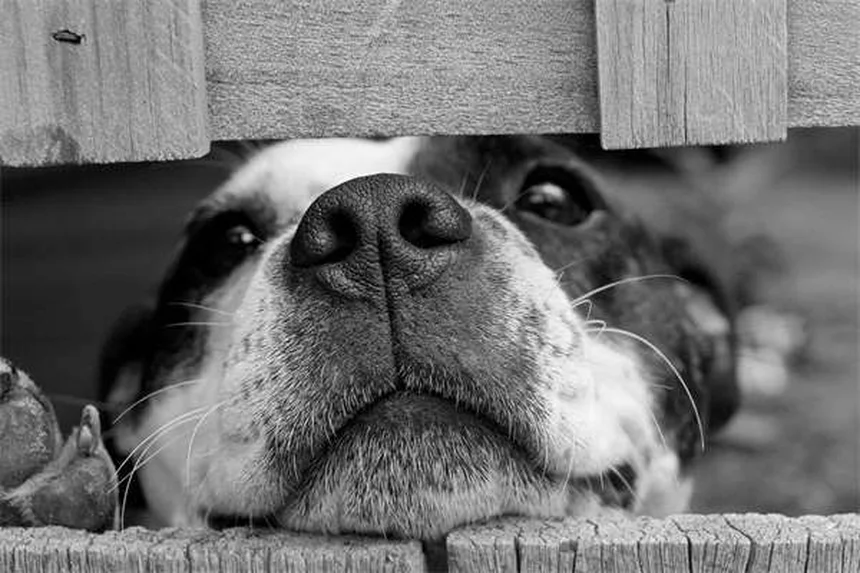 犬の耳の感染症：かかりやすい犬種と正しい予防・治療法