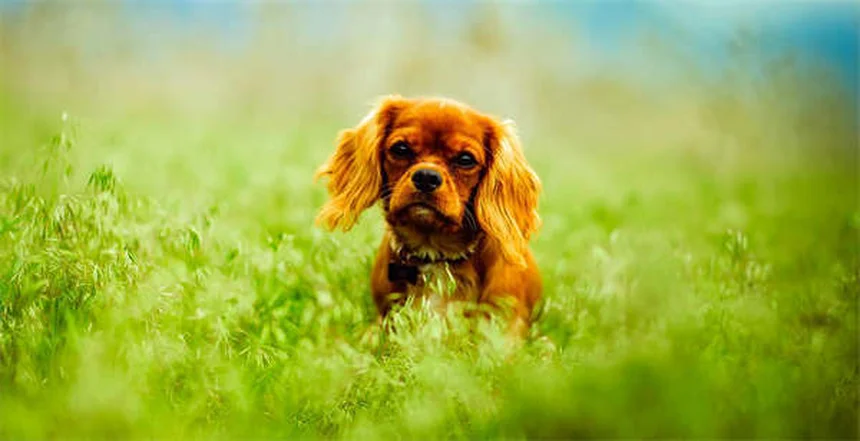 犬は何語まで理解できる？愛犬の語彙力を伸ばす7つの秘訣