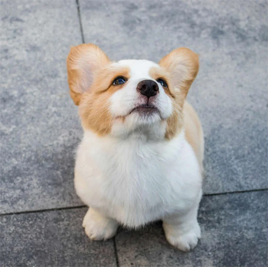 犬は何語まで理解できる？愛犬の語彙力を伸ばす7つの秘訣