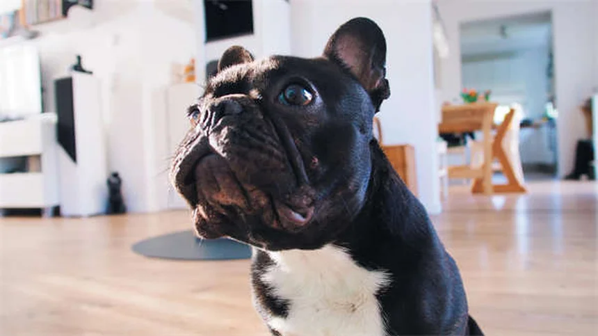 犬が掃除機を怖がる理由と克服法｜3ステップで愛犬を安心させるトレーニング