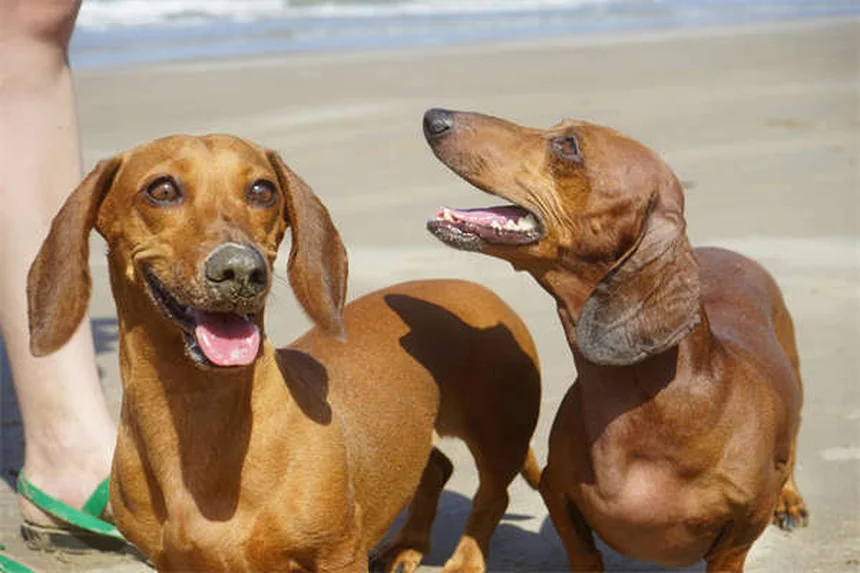 犬の車載安全対策：シートベルト・車載シート・クレートの選び方と必須のコツ
