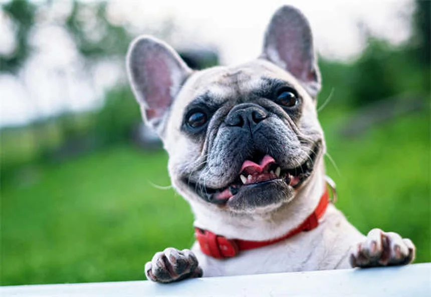 愛犬との絆を深める7つの方法：信頼関係を築くコツ