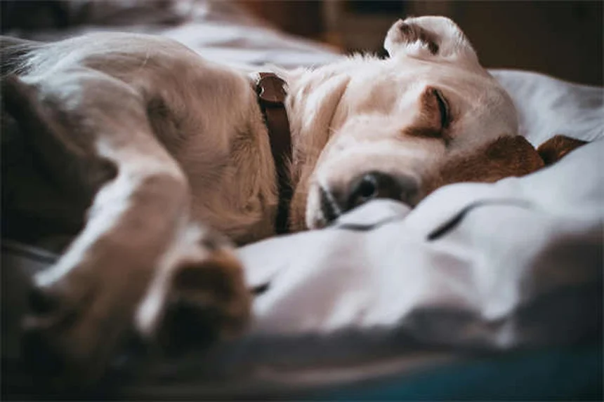 犬の耳のカットは必要？メリットとリスク、世界の規制を徹底解説