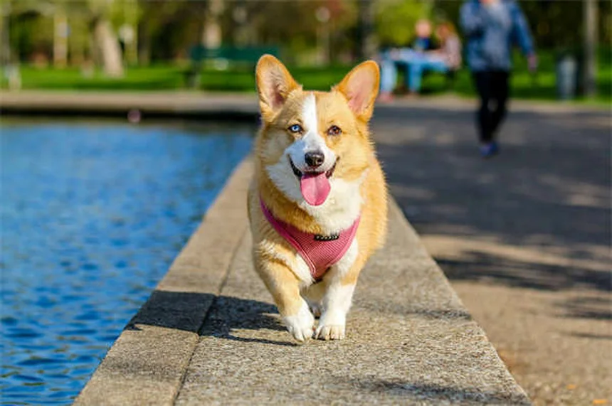 犬用ノミ取り櫛は本当に必要？獣医師も使う正しい使い方と選び方のコツ