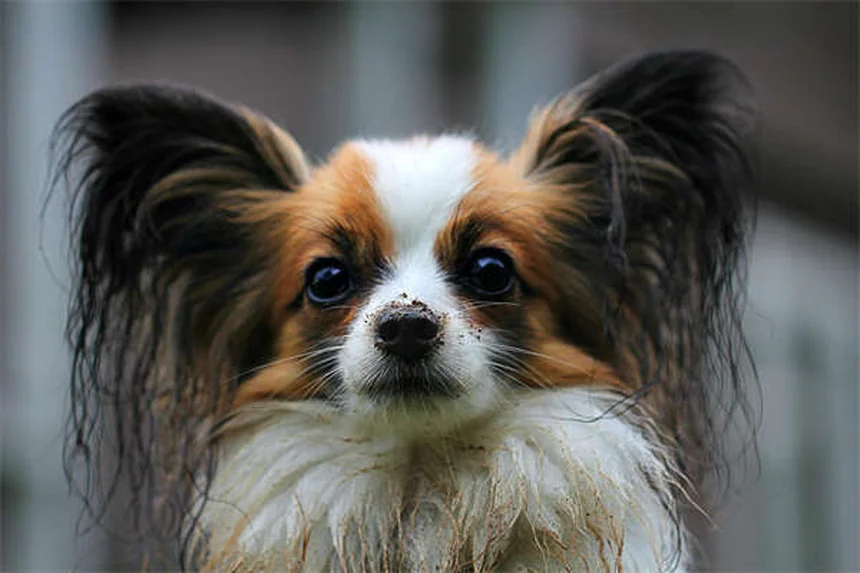 犬用ノミ取り櫛は本当に必要？獣医師も使う正しい使い方と選び方のコツ