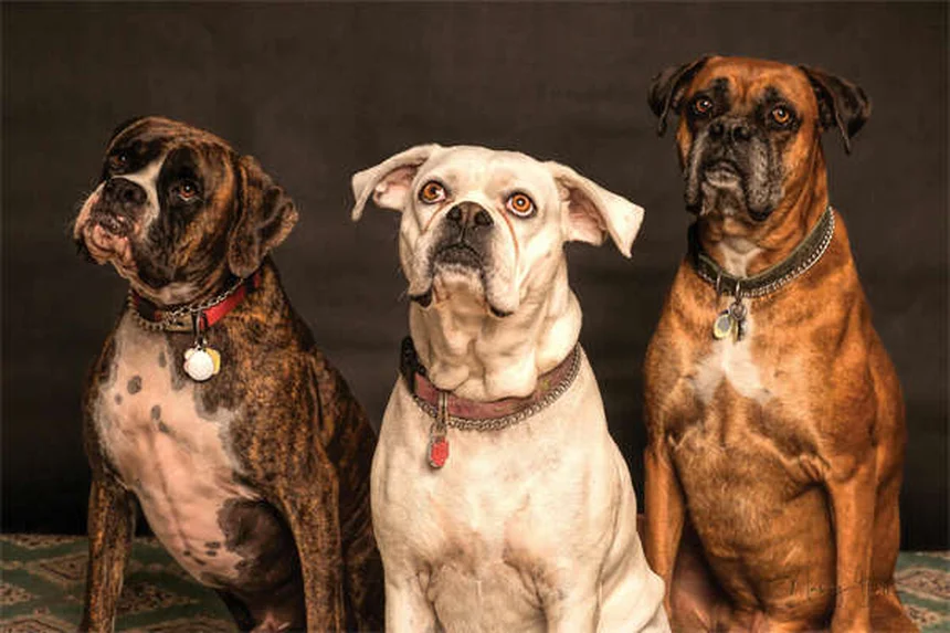 犬用ノミ取り櫛は本当に必要？獣医師も使う正しい使い方と選び方のコツ