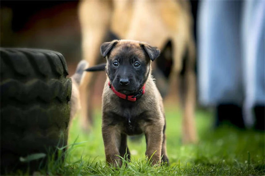糖尿病の犬を引き取る前に知っておくべき驚くべき事実