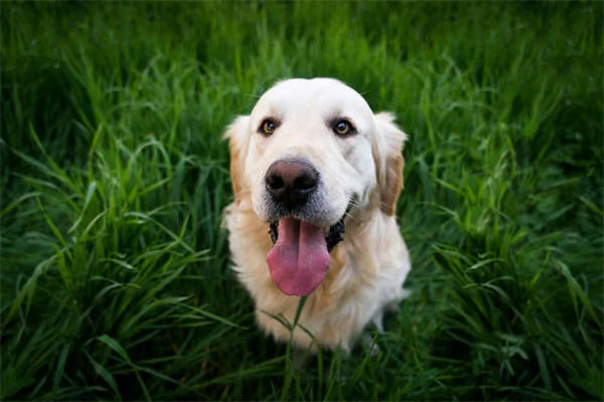 愛犬が家でうんちをする原因と対策を解説