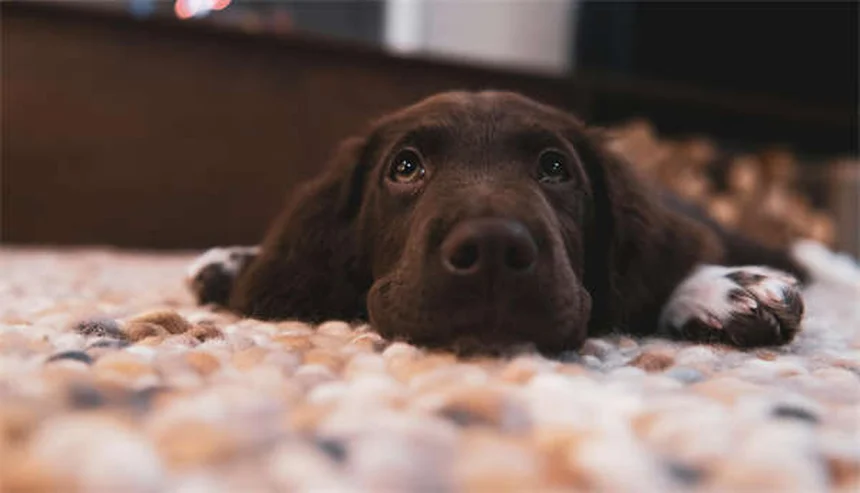 白い犬の飼い方完全ガイド17選！お手入れと健康管理のコツ