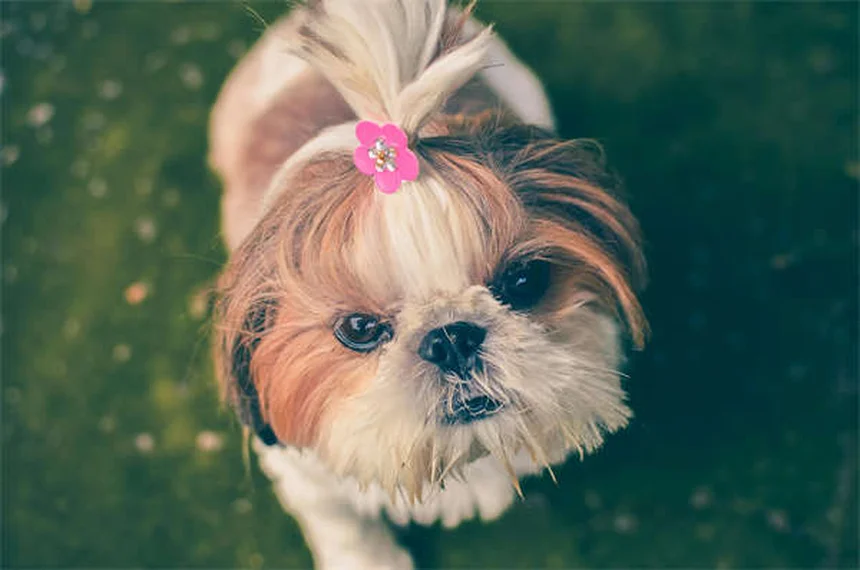 犬のダニ感染ルート5つとすぐにできる対策