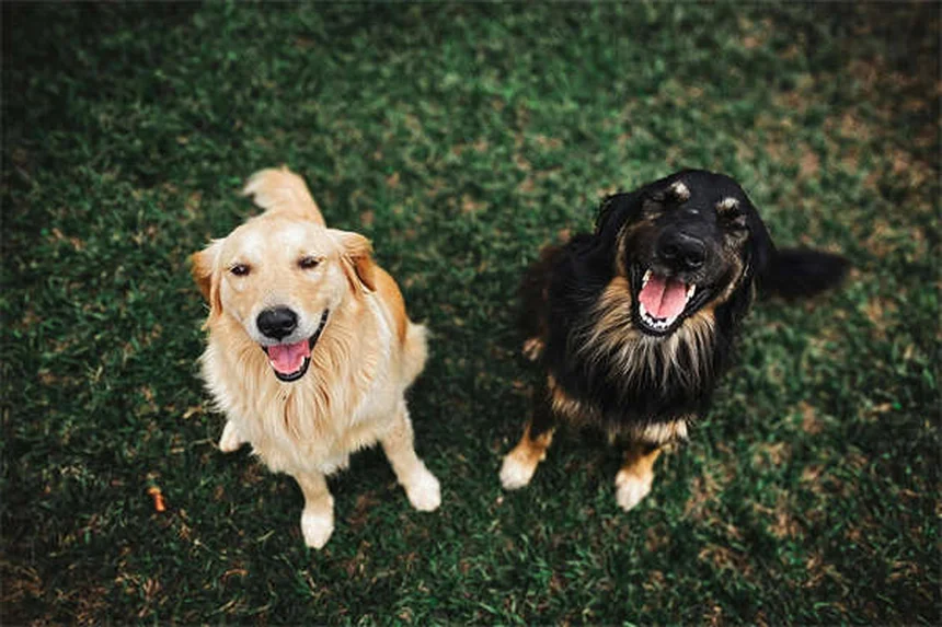 犬のダニ感染ルート5つとすぐにできる対策
