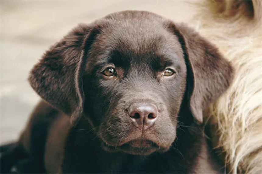 犬の不安に効果は？アミトリプチリンの副作用と正しい使い方を獣医が解説