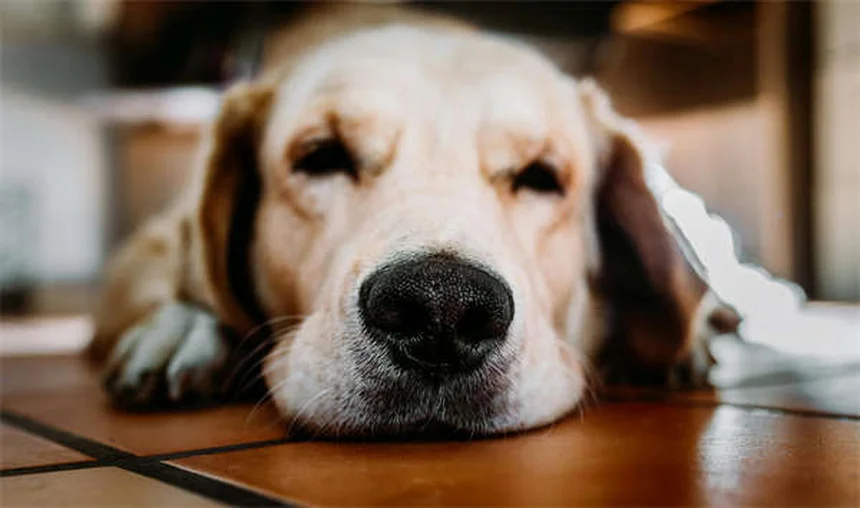 犬の不安に効果は？アミトリプチリンの副作用と正しい使い方を獣医が解説
