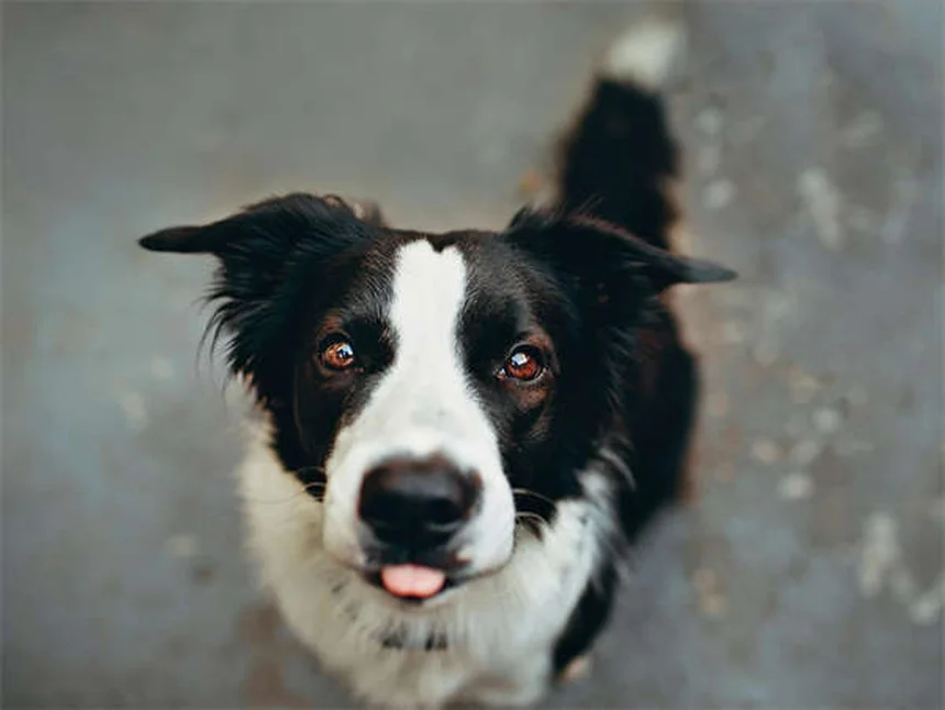 犬のダニ、正しいチェック＆除去方法を知っていますか？簡単で安全な手順を解説