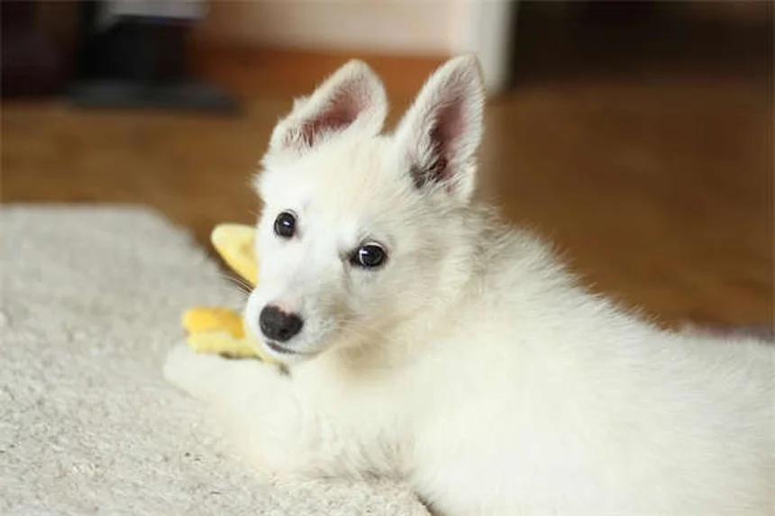 犬のダニ、正しいチェック＆除去方法を知っていますか？簡単で安全な手順を解説