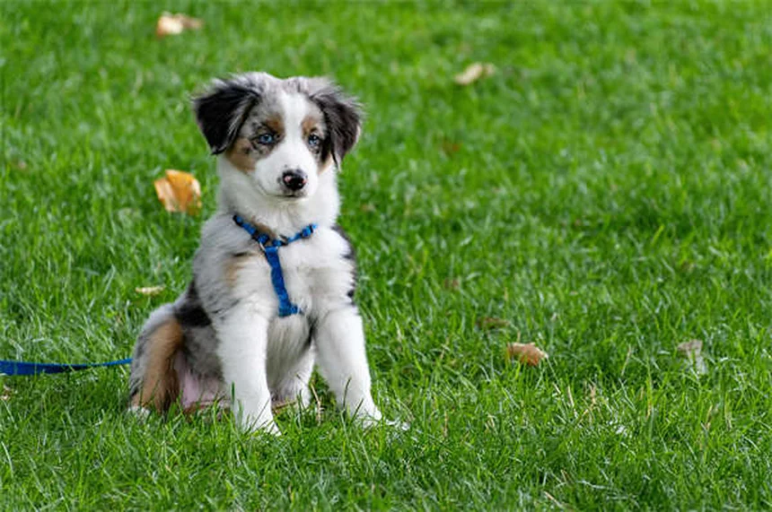愛犬の肉球の正しい洗い方｜7つの方法で健康を守る！