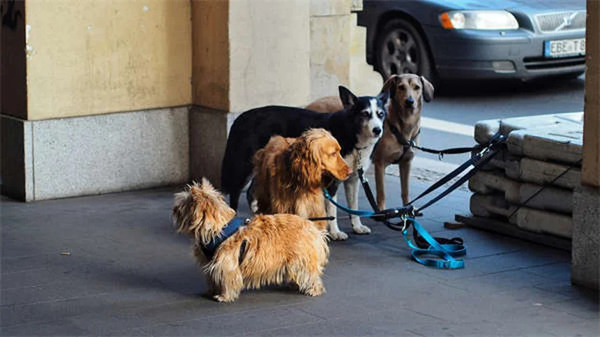 犬と自転車を安全に楽しむ7つのコツ｜初心者でも今日から始められる