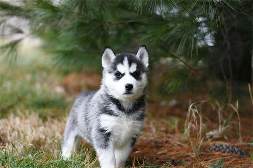 犬の口は人間より清潔？感染リスクと正しい口腔ケアの真実