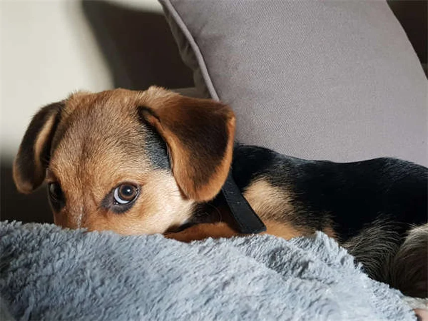 犬とフリスビーで遊ぶ方法｜安全に楽しむための基本から上達のコツまで