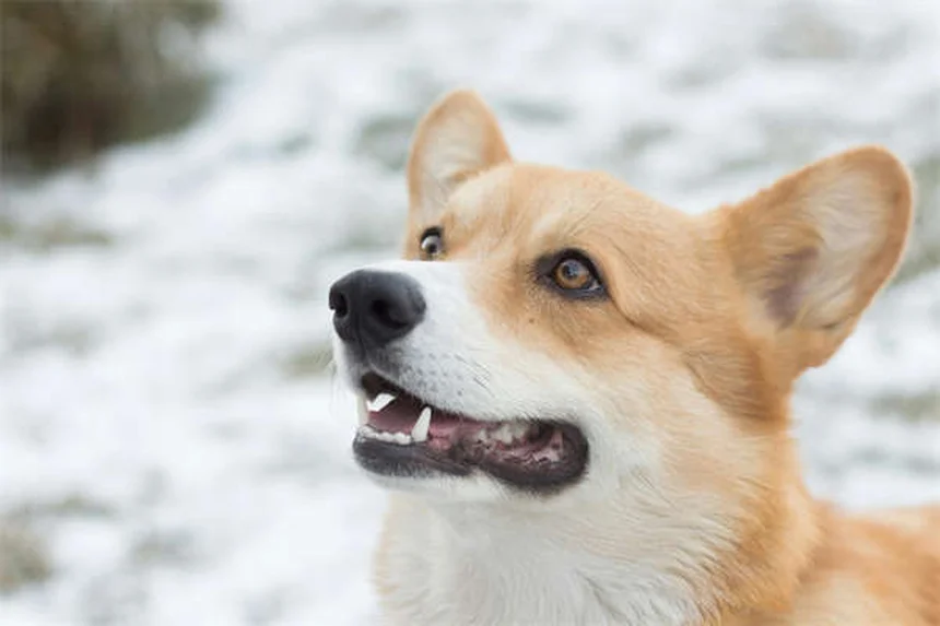 糖尿病の犬の寿命と最期のサイン｜安楽死の判断基準と向き合い方