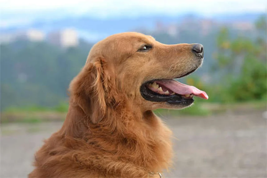 犬の獣医通院頻度は？年齢別の適切なスケジュールを徹底解説