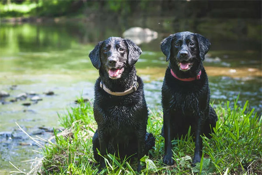 犬の獣医通院頻度は？年齢別の適切なスケジュールを徹底解説