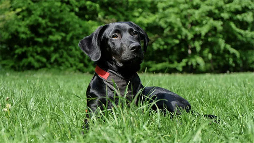犬の獣医通院頻度は？年齢別の適切なスケジュールを徹底解説